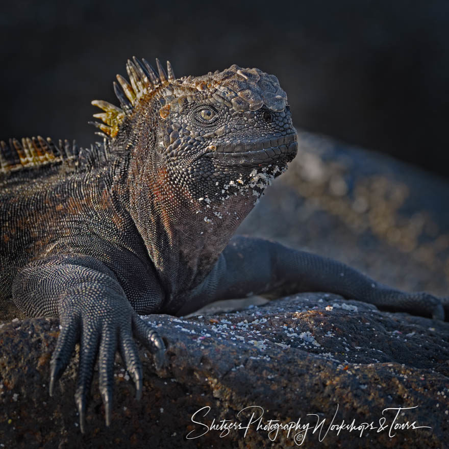 Galapagos Islands Marine Iguana