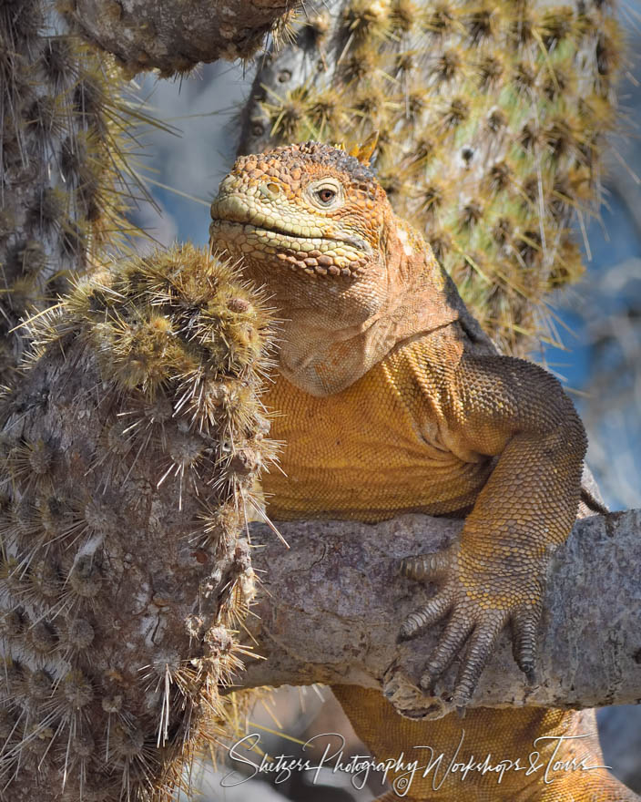 Galapagos Land Iguana and Prickly Pear Cactus 20200301 140035