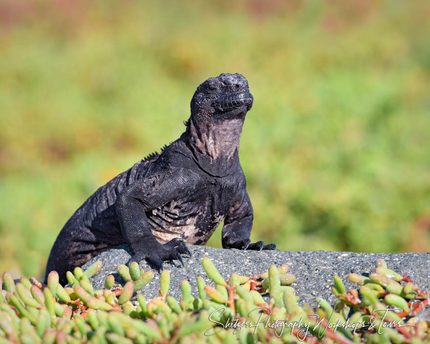 Galapagos Marine Iguana on Green Background 20200224 072758