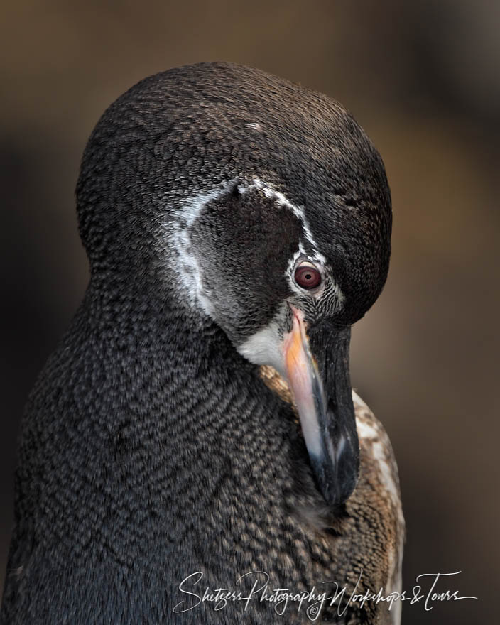 Galapagos Penguin Close Up