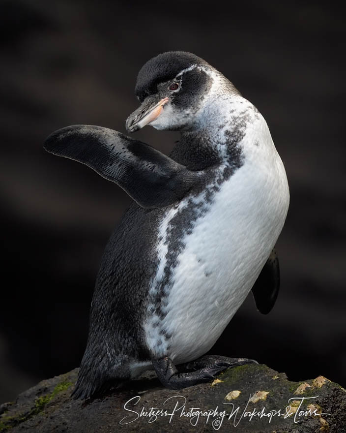 Galapagos Penguin On Rock