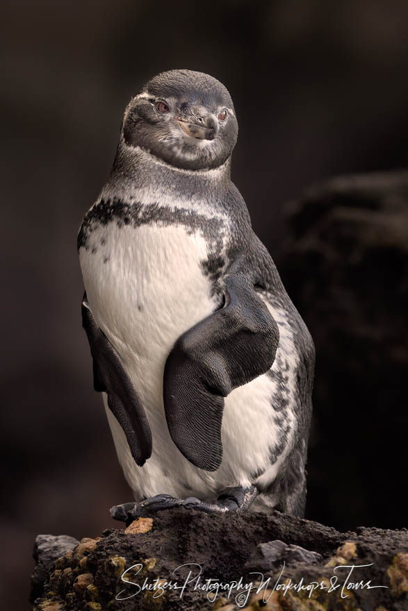 Galapagos Penguin Posing