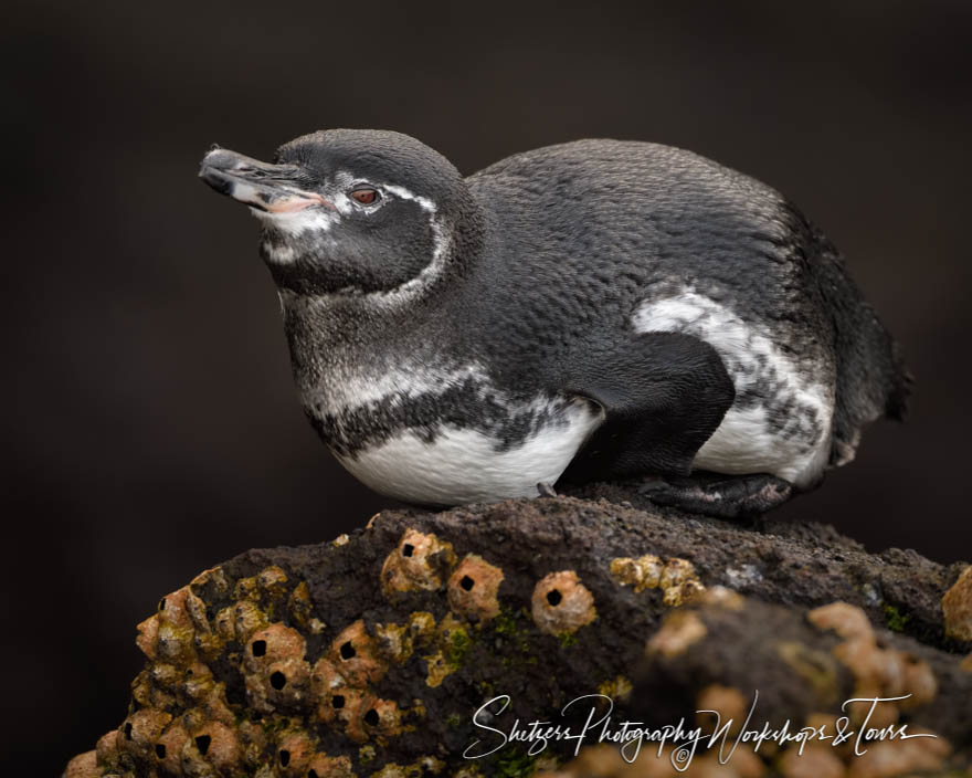 Galapagos Penguin Preparing to Dive