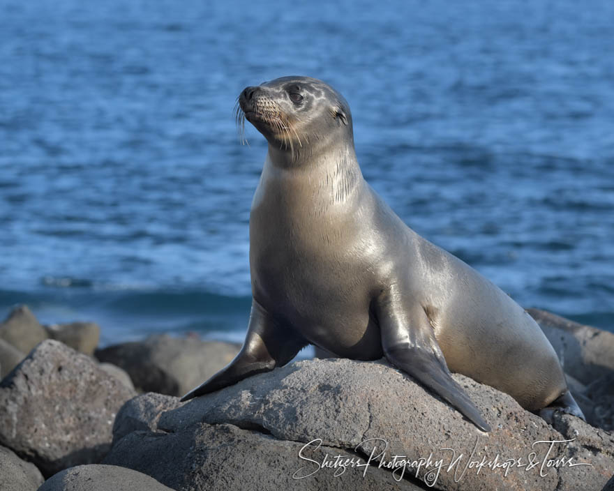 Galapagos Sea Lion Head Raised