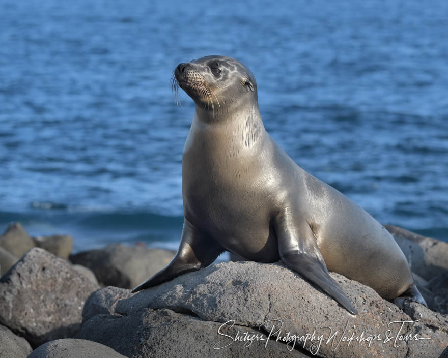 Galapagos Sea Lion Head Raised 20200301 162027