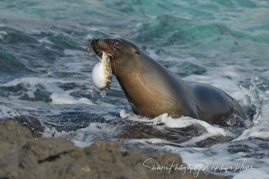 Galapagos Sea Lion Playing With Puffer Fish