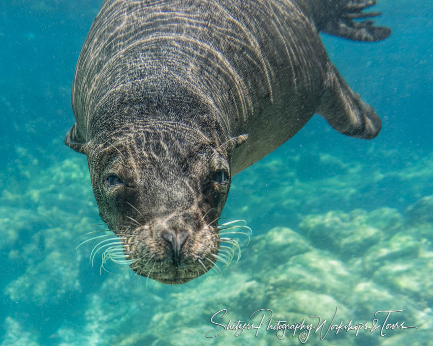 Galapagos Sea Lion Underwater