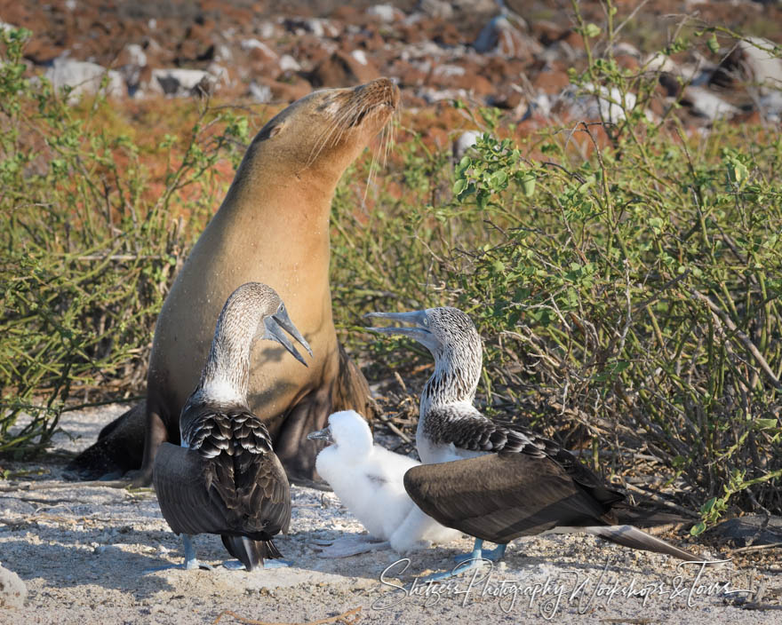 Galapagos Sea Lion and Blue Footed Boobies