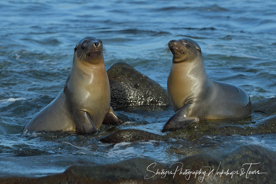 Galapagos Sea Lions on Mosquera Island 20200224 062113