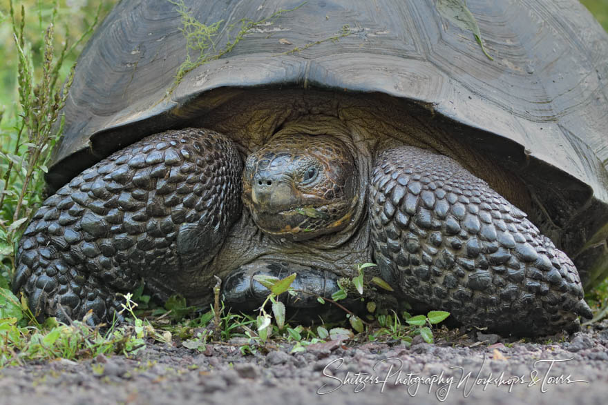 Galapagos Tortoise Hiding In Shell