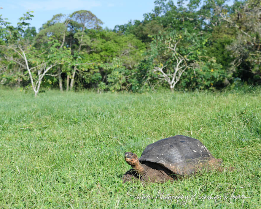 Galapagos Tortoise in a Grassy Field