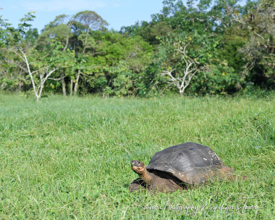 Galapagos Tortoise in a Grassy Field 20200306 071405