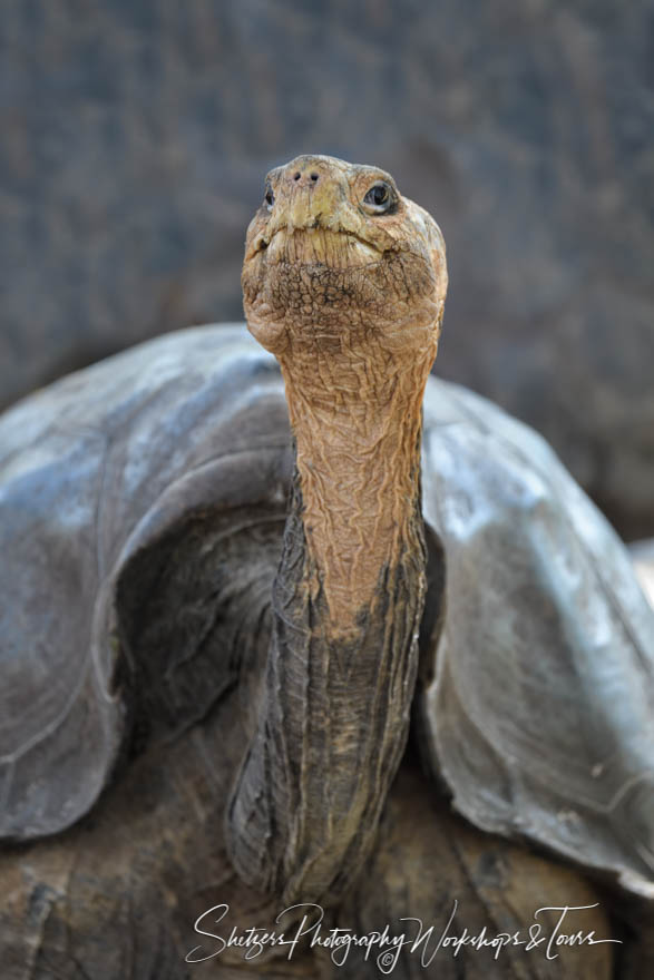 Galapagos Tortoise on Santa Cruz Island
