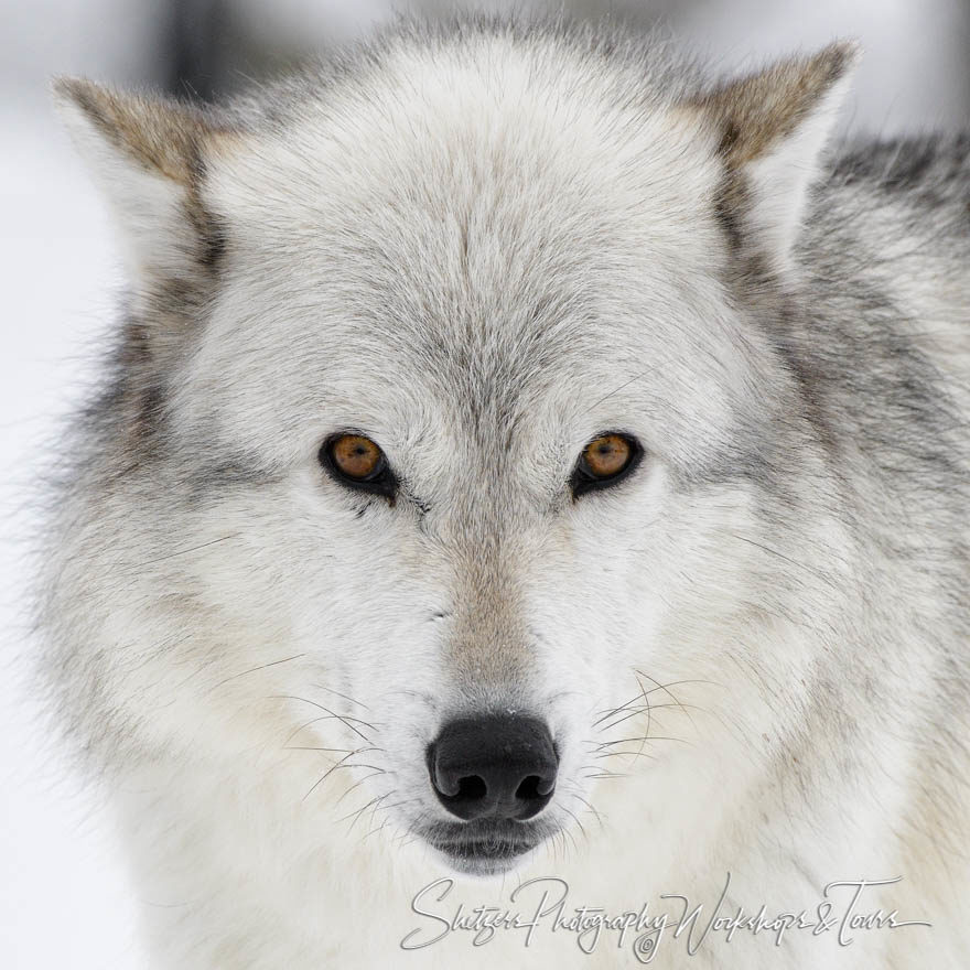 Gray Wolf Close Up