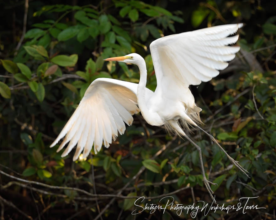 Great Egret in Costa Rica