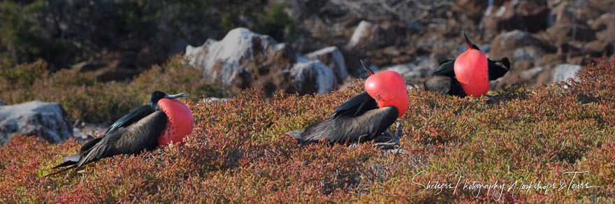 Great Frigatebird Pouch Display Mating Behavior 20200301 153543