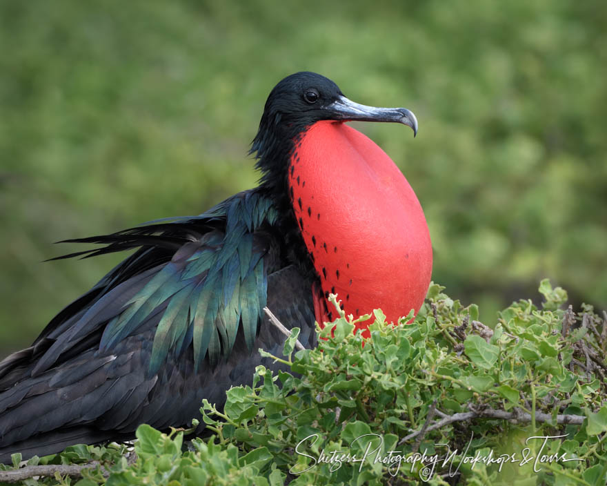 Great Frigatebird in the Galapagos Islands 20200303 072830