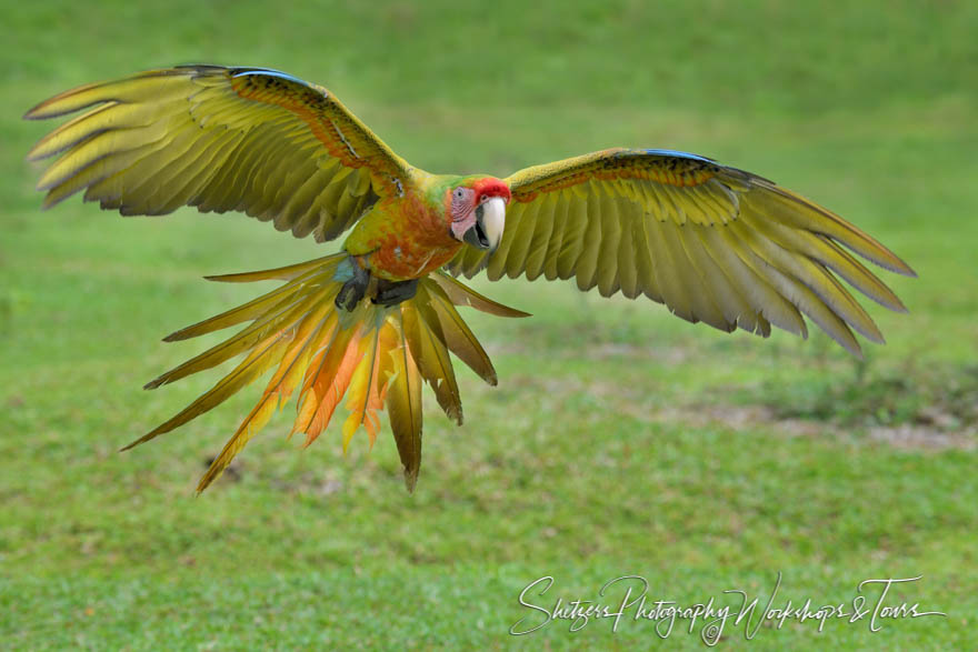 Great Green Macaw With Wings Spread 20190407 081807