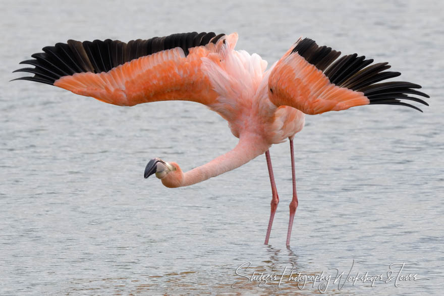 Greater Flamingo With Wings Spread in the Galapagos Islands 20200223 143848