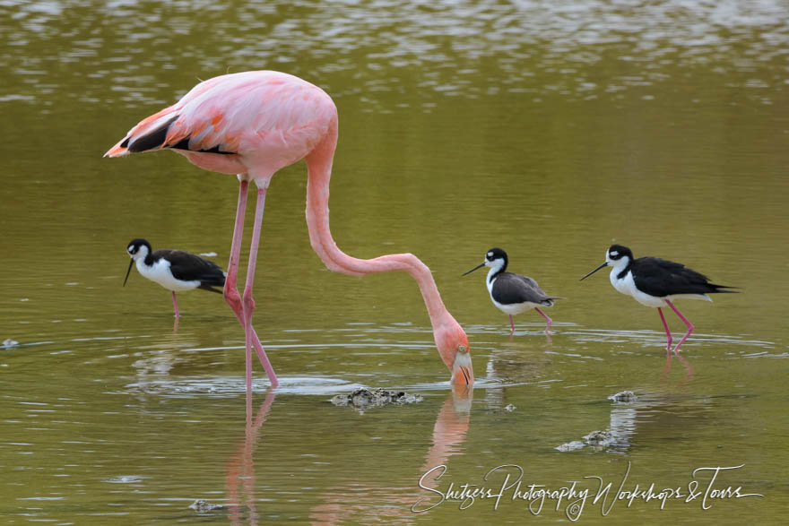 Greater Flamingo and Black Necked Stilts