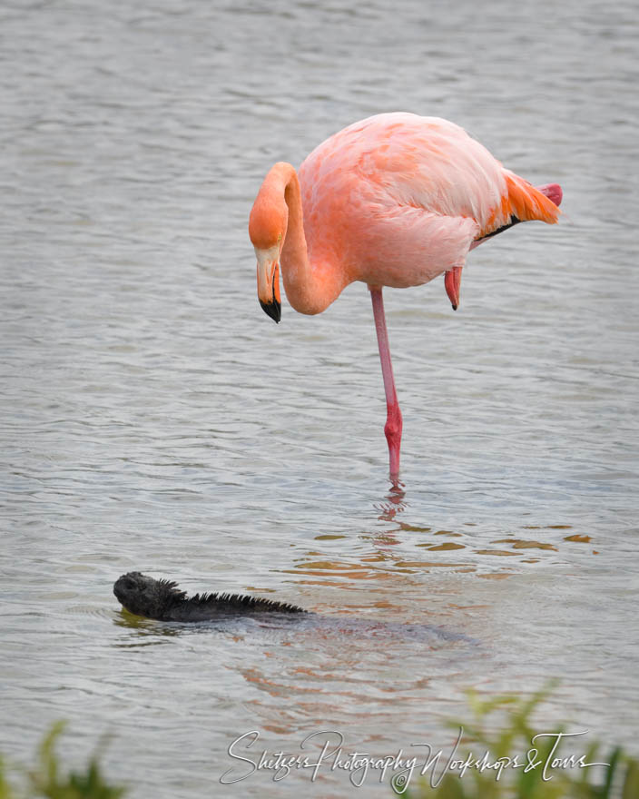 Greater Flamingo and Marine Iguana