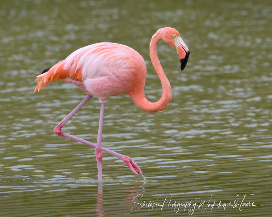 Greater Flamingo in the Galapagos Islands