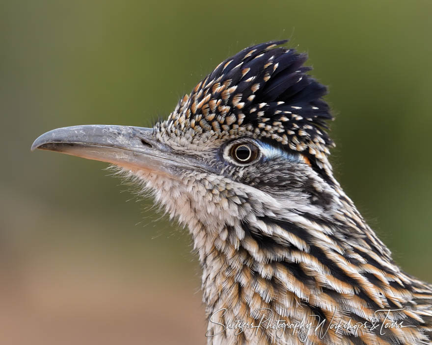 Greater Roadrunner Photo 20190306 080650