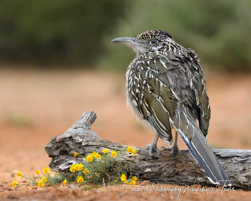 Greater Roadrunner Plumage Photo 20190306 092939