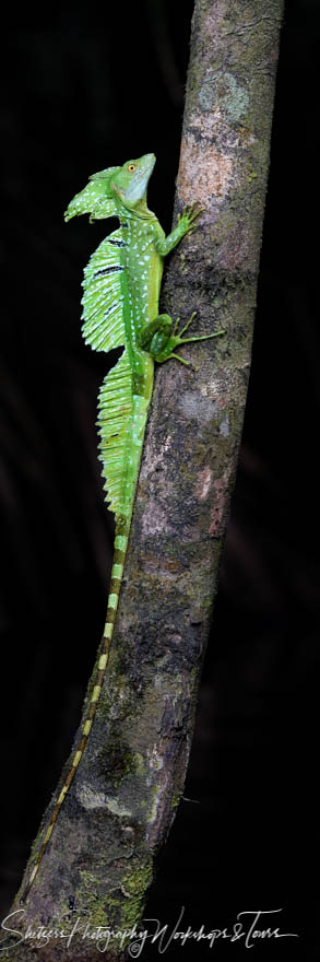 green basilisk lizard running on water