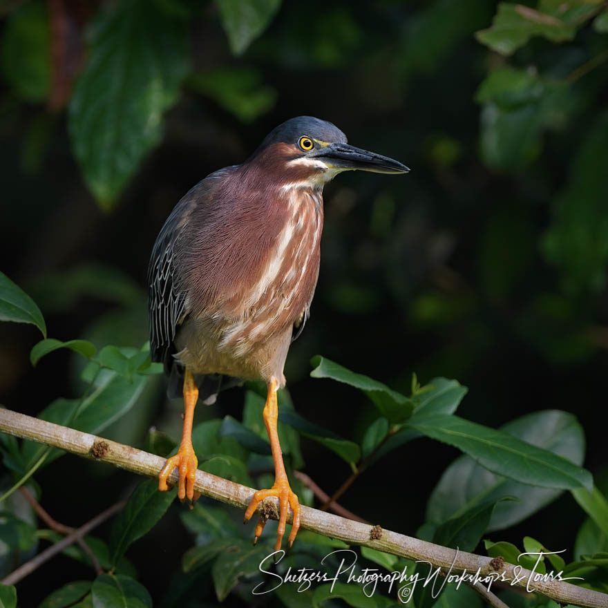 Green Heron in the Rainforest