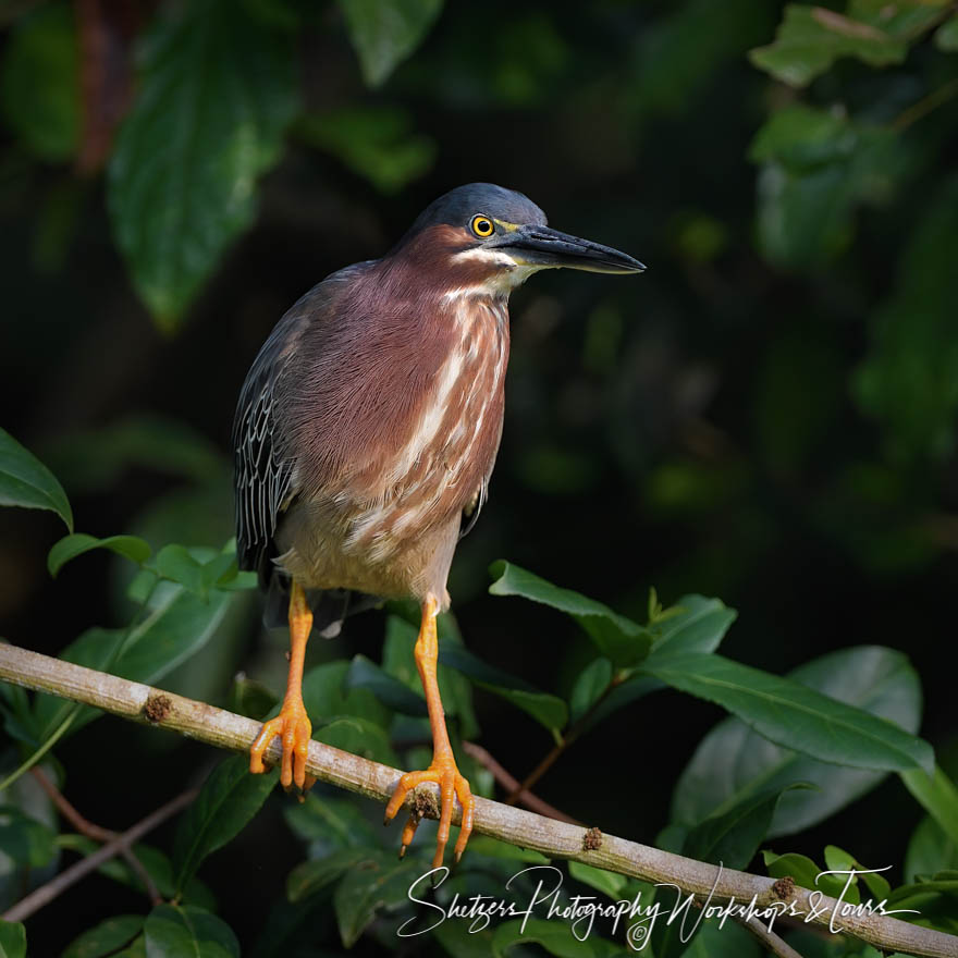 Green Heron in the Rainforest 20190408 053608