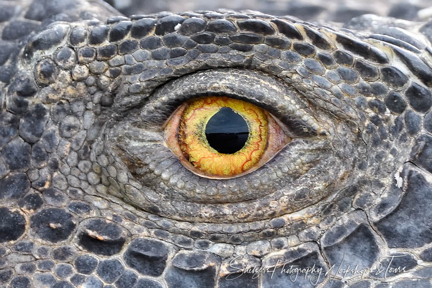 Green Iguana Eye Close Up