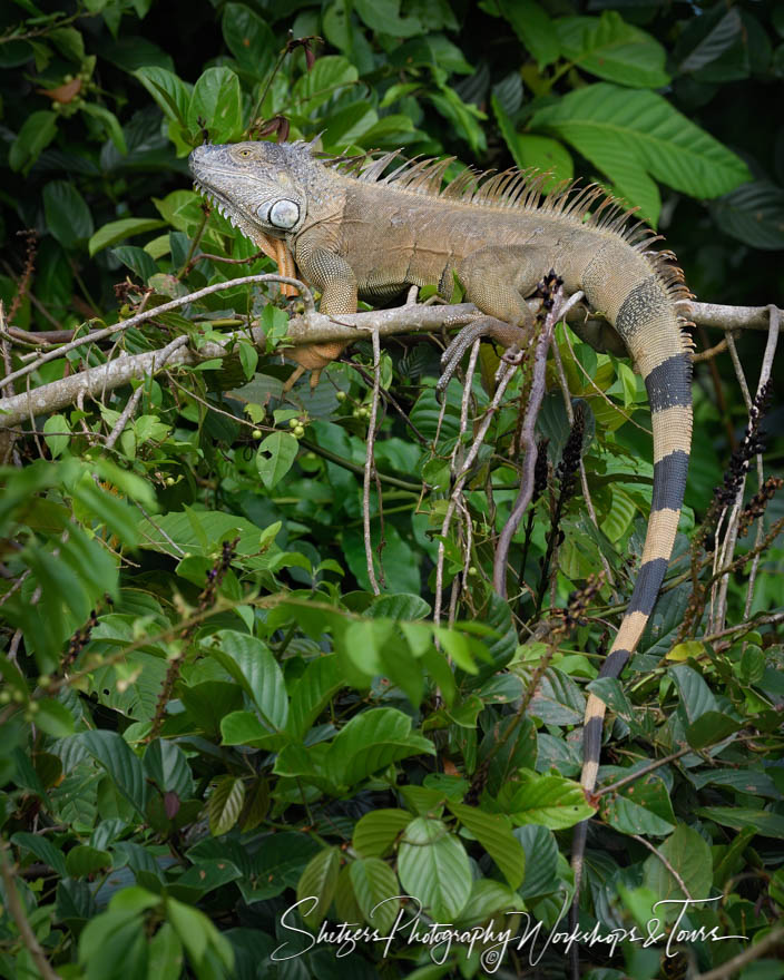 Green Iguana Photograph