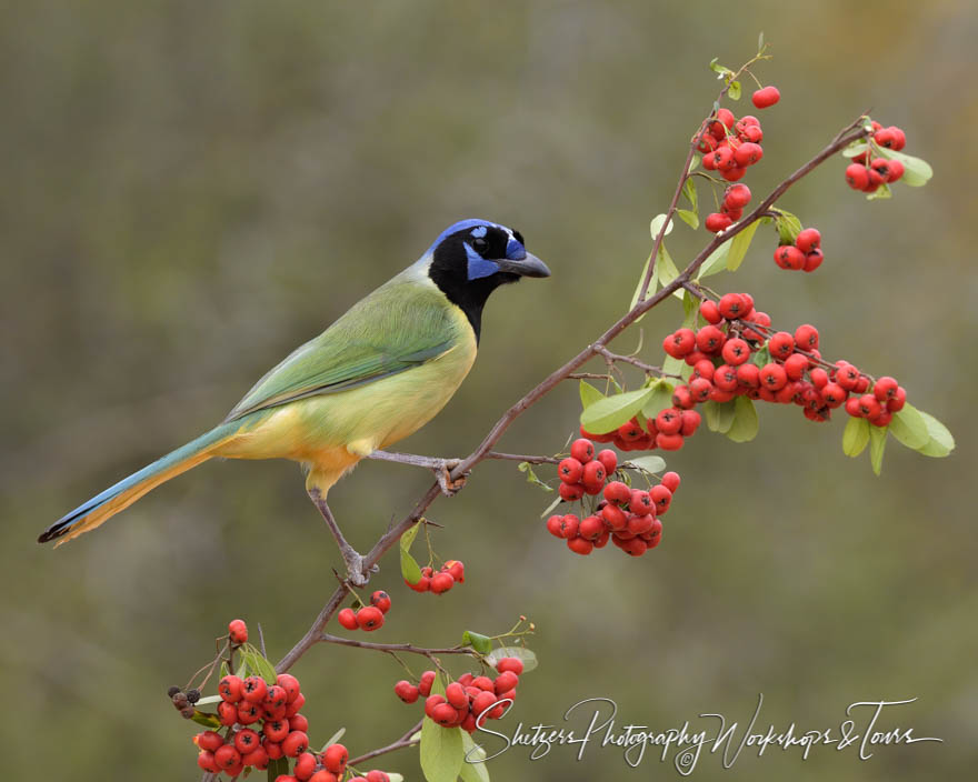 Green Jay and Red Berries 20190306 092912