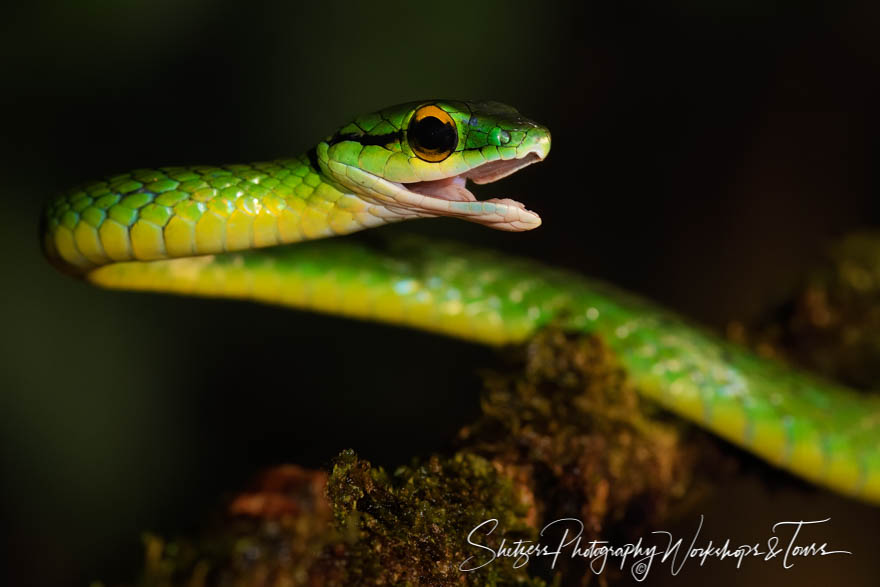 Green Parrot Snake Close Up