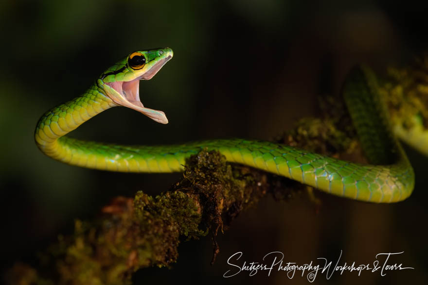 Green Parrot Snake Photograph 20190406 142909