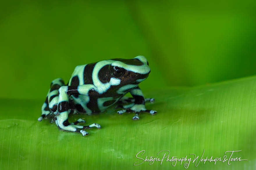 Green and Black Poison Dart Frog in Costa Rica