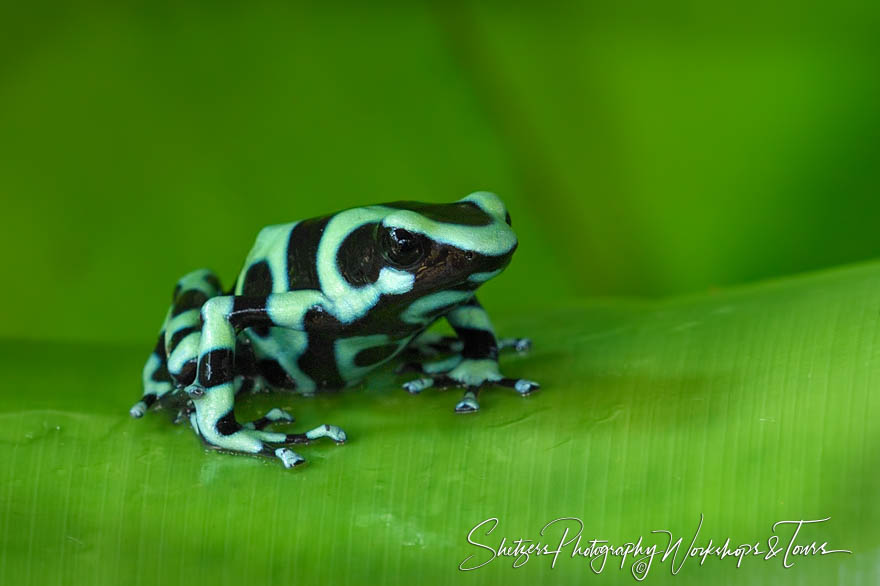 Green and Black Poison Dart Frog in Costa Rica 20180329 130959