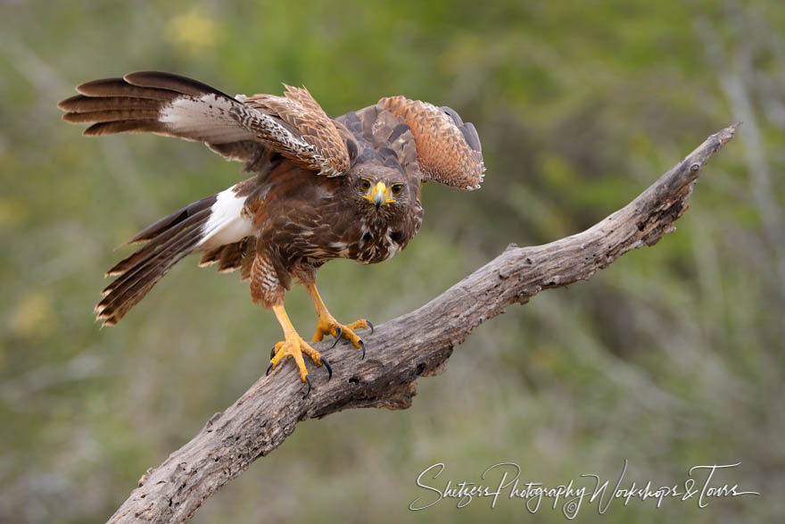 Harriss Hawk Perching 20190307 100629