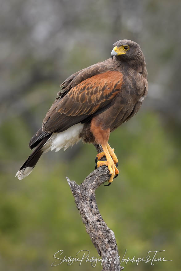 Harriss Hawk Photo 20190130 120954