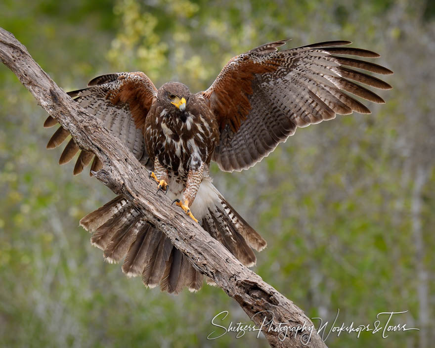 Harriss Hawk Wingspan 20190307 100040