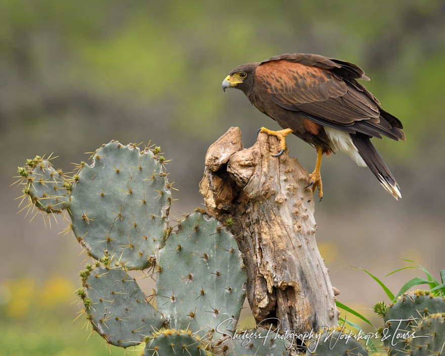 Harriss Hawk and Cactus in Texas 20190305 085712