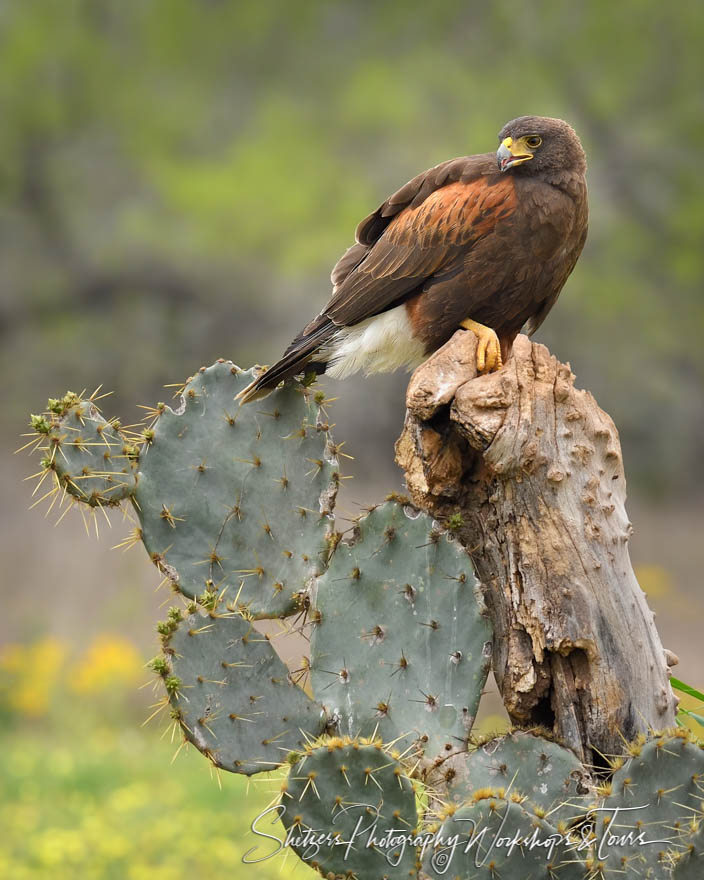 Harriss Hawk and Prickly Pear Cactus 20190305 085519