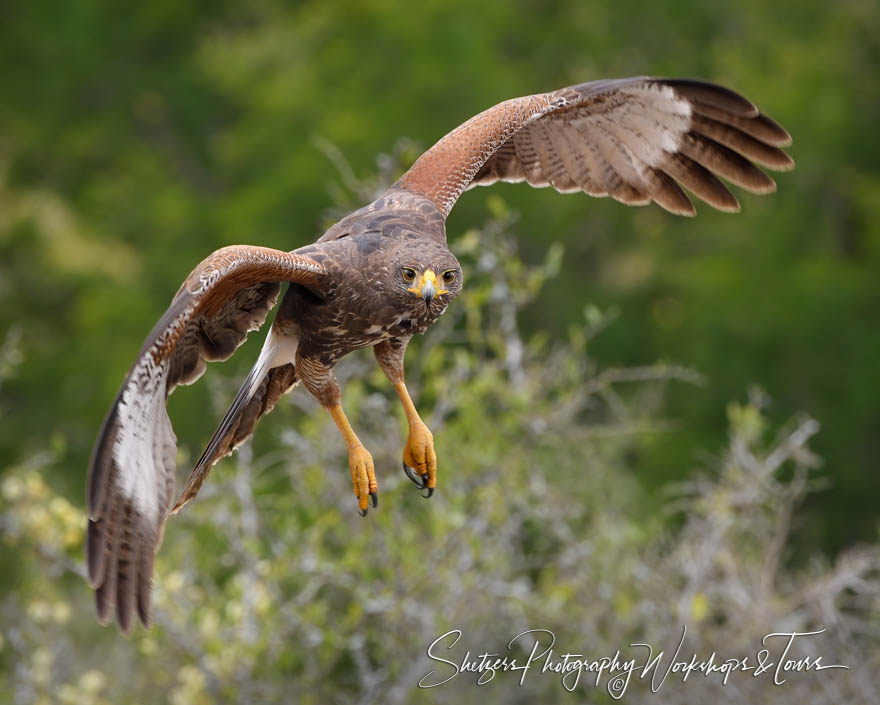 Harriss Hawk in Flight 20190307 100627