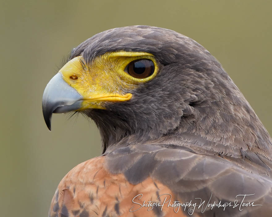 Harriss Hawk in South Texas 20190130 121148