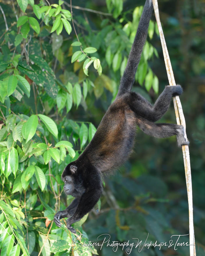 Howler Monkey Hanging From Vine