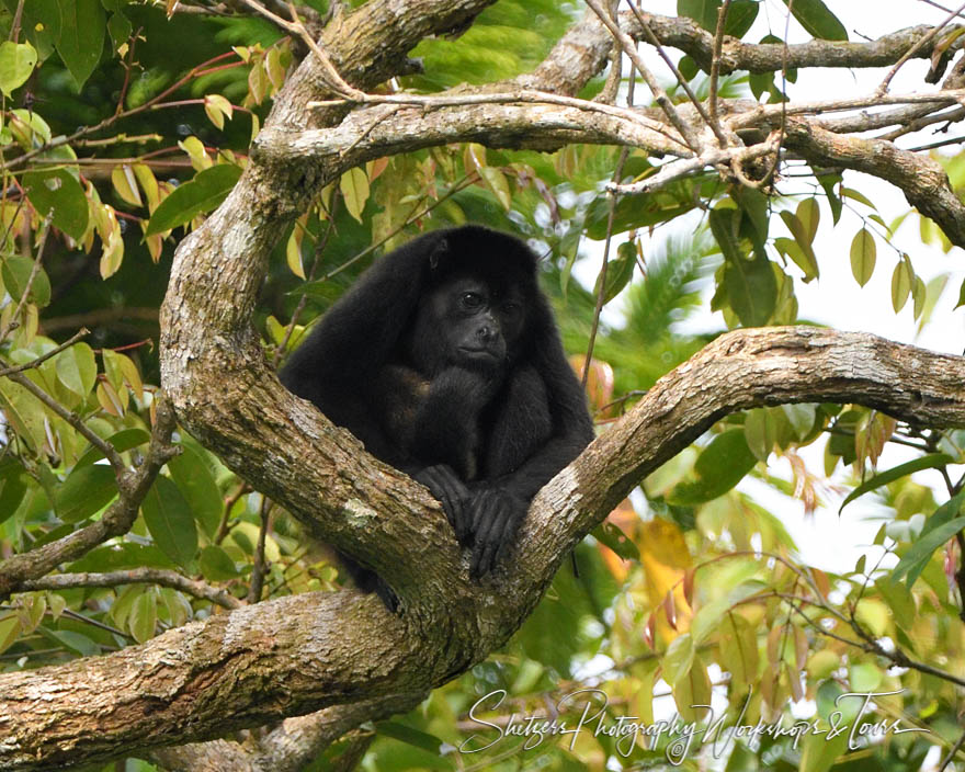 Howler Monkey Picture in Tree