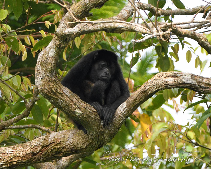 Howler Monkey Picture in Tree 20180406 141309