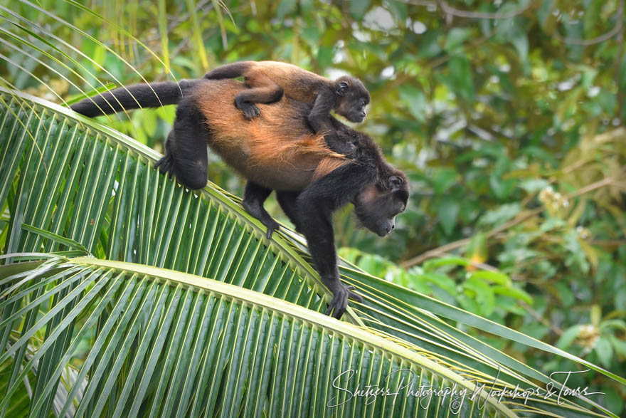 Howler Monkey With Baby on Back in Costa Rica