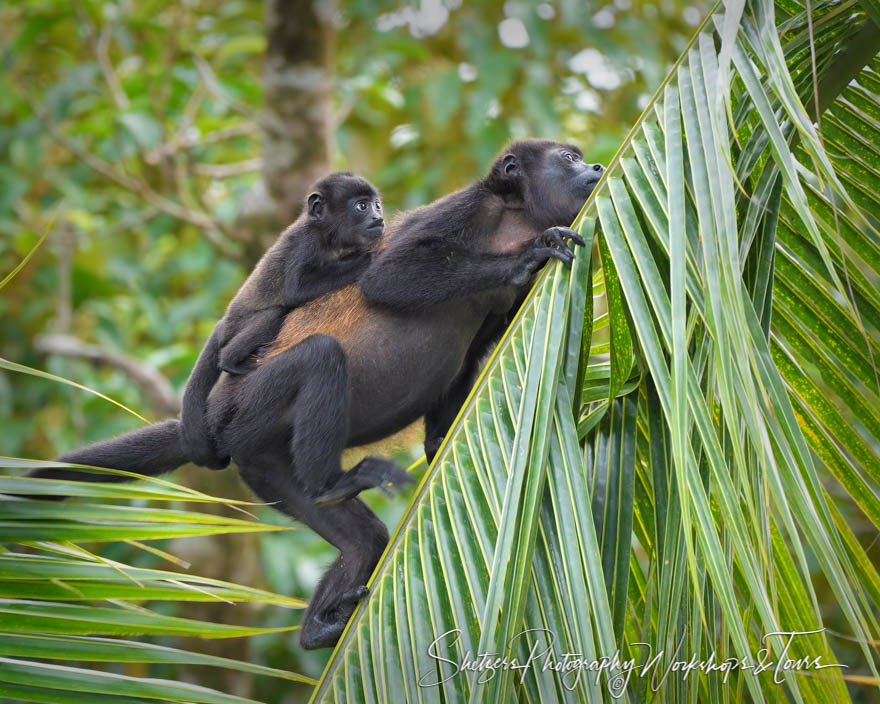 Howler Monkey and Cute Baby